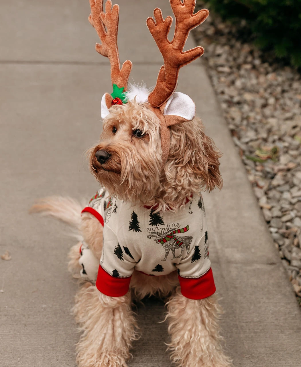 Moosletoe Dog Onesie Flapjack 2 Moosletoe Dog Onesie Flapjack - Image 2