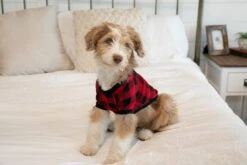 Front Page -Lazyone Shop DS140 BENI 02505.1697039359