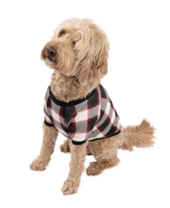 Front Page -Lazyone Shop DS423 WEB MS1F01 51990.1697035580