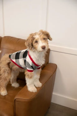 Front Page -Lazyone Shop DS856 BENI 1 22001.1697039904